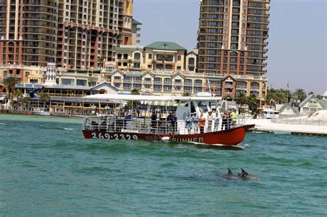 Dolphin Cruise With Destin Snorkel Came Across A New Baby Dolphin In