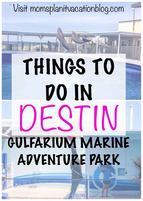 Dolphin Encounters At The Gulfarium Near Destin Fl