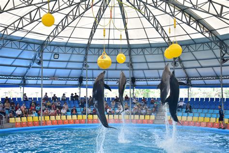 Dolphin Show At Dolphins Bay Phuket In Phuket Pelago