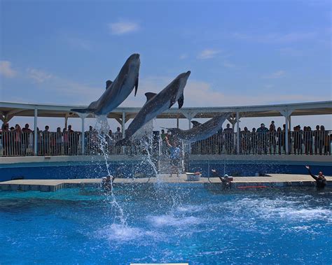 Dolphin Show in Destin FL