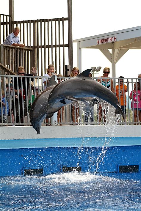 Dolphin Show Destin Florida By Nicole Bertrand Redbubble