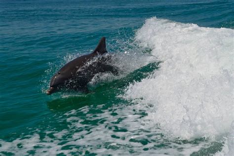 Dolphin Swimming In Destin Just Chute Me