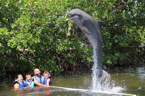 Dolphin Tour In Florida Floridaescape