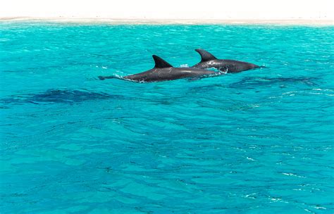 Dolphin Tour Zanzibar Best Tour 2023 Tripsbetter