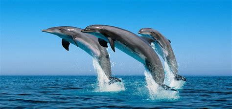 Dolphin Tour Zanzibar Unforgettable Marine Adventure