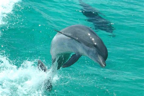 Dolphin Tours And Sunset Cruises Dolphin Cruises 850 200 2260