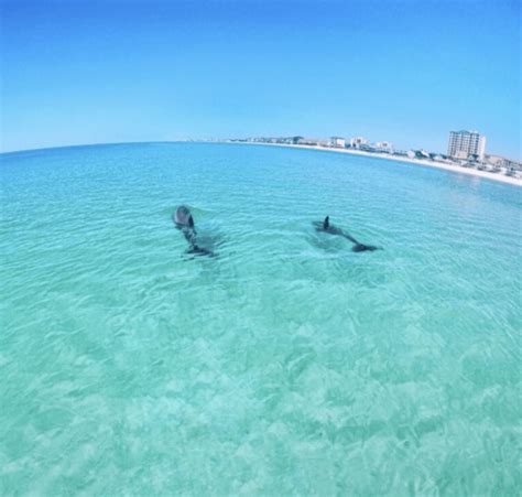 Dolphin Tours In Destin Fl Gilligan S Watersports