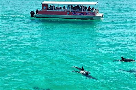 Dolphin Tours Pensacola Dolphin Cruise In Pensacola Pensacola Beach