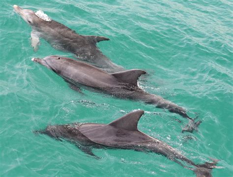 Dolphin Watching Cruise