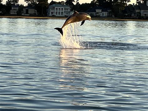 Dolphin Watching Tours Hilton Head Island Bluffton Beaufort Sc