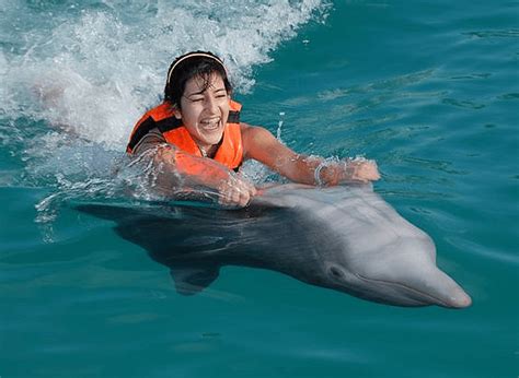 Dolphins Cruises Transportation Info Faqs Dolphin World