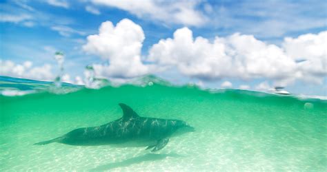 Dolphins In Destin Destin Vacation Blog