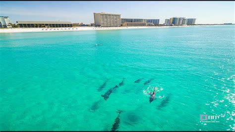 Dolphins Swimming Off The Destin Coast Youtube