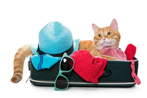 Don T Forget This When Traveling With Your Cat Vets Say It S The Most