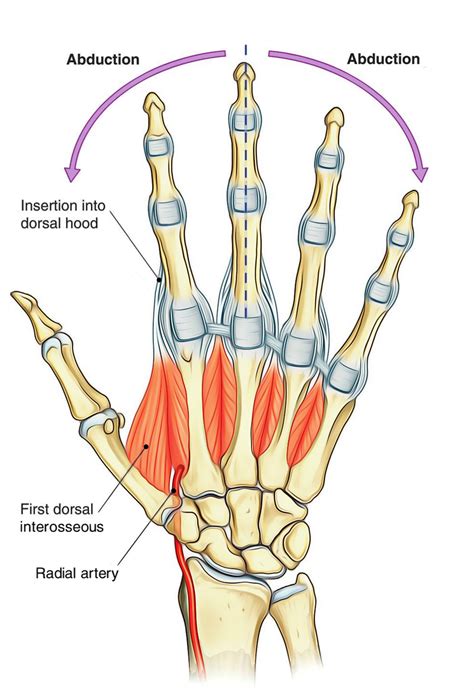 Dorsal Interossei Hand And Foot Earth S Lab