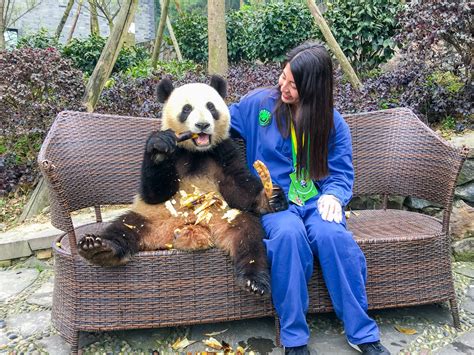 Dujiangyan Panda Base Dujiangyan Panda Center Amp Panda Volunteer