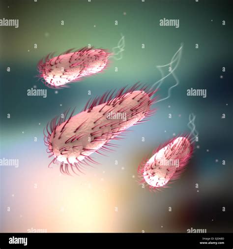 E Coli Escherichia Coli Stock Photo Alamy