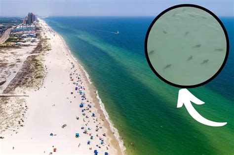 Eerie Drone Footage Captures Big Group Of Sharks Near Gulf Shores