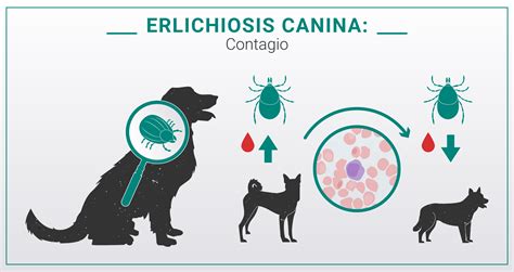 Ehrlichiosis Modes of Transmission