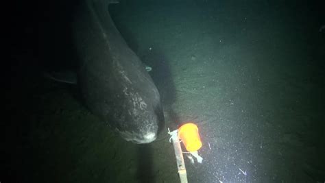 Elusive Greenland Sharks Spotted In The Deep Ocean Video Dailymotion