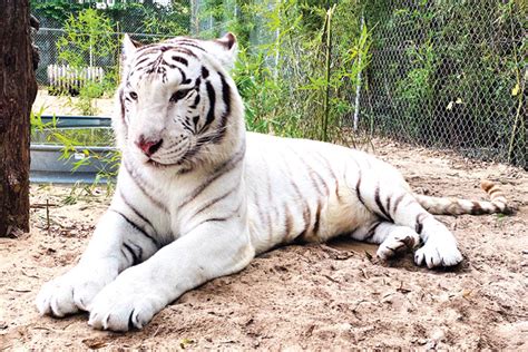 Emerald Coast Zoo Destin Fwb Florida