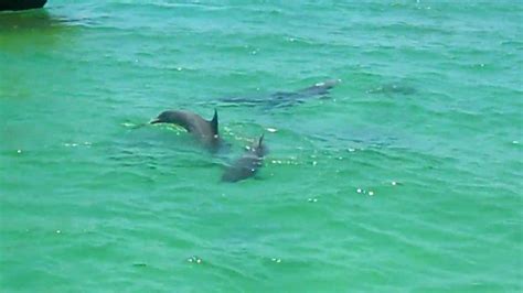 Emerald Green Waters And Playful Dolphins In Destin Fl Summer 2010