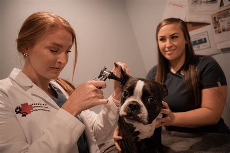 Emergency Care Emergency Veterinary Clinic Destin