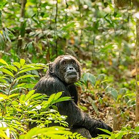 Emerging Safari Destinations Of The World Smithsonian Associates