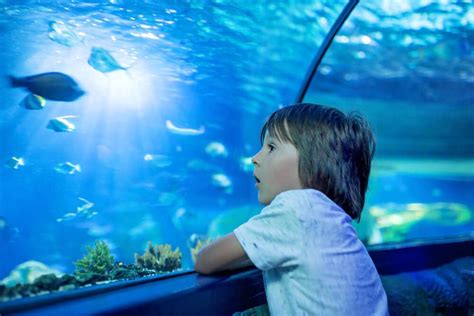 Enjoy A Day At The Aquarium In Destin Fl Gulf Tide Vacation Rentals Destin Florida