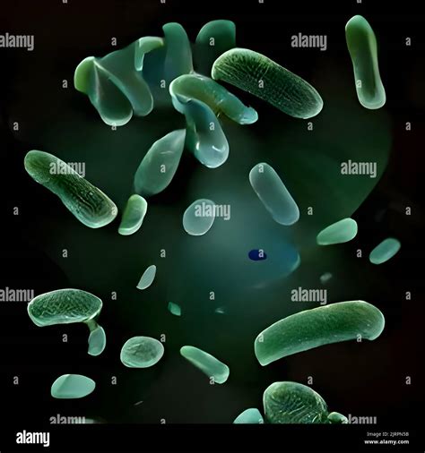 Escherichia Coli E Coli C Lulas O Bacterias Bajo Microscopio