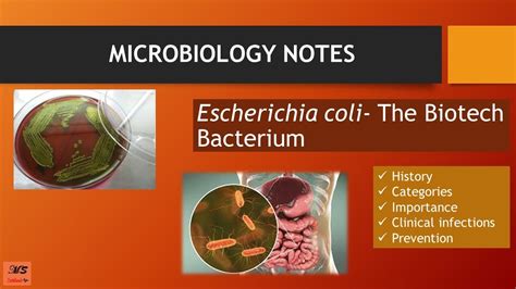 Escherichia Coli E Coli History Morphology Categories Toxins