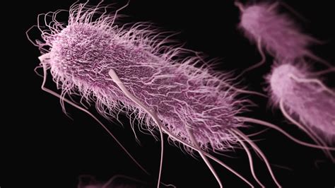 Escherichia Coli E Coli Nedir E Coli Analizi Nas L Yap L R Aem