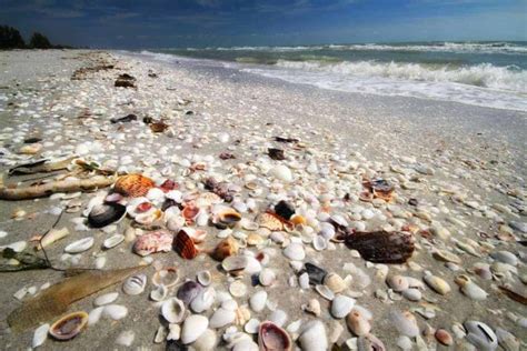 Essential Tips For Shell Hunting On Sanibel Island Winetraveler