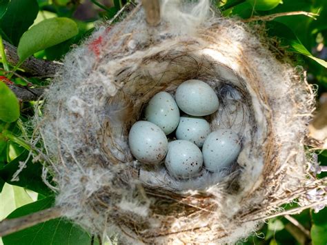 European Goldfinch Nesting Behaviour Location Eggs Birdfact