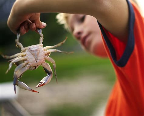 Experience The Joys Of Crabbing In Isle Of Palms East Islands Rentals