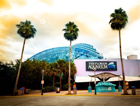 Experience The Wonders Of The Ocean At The Florida Aquarium In Tampa