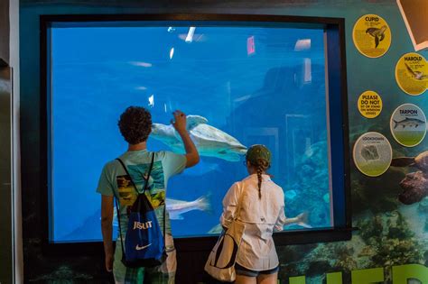 Experiences Exhibits Clearwater Marine Aquarium