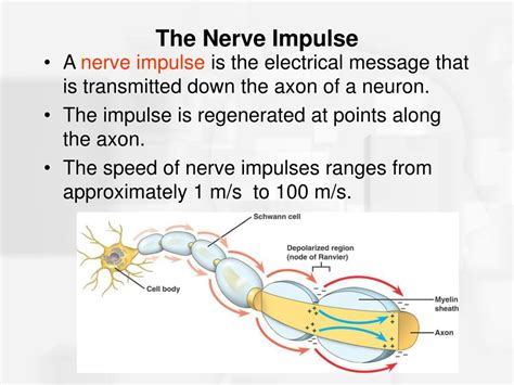 Explain How Nervous Impulses Travel In The Body