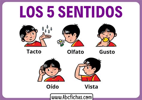 Explicaci N De Los 5 Sentidos Para Ni Os Peque Os