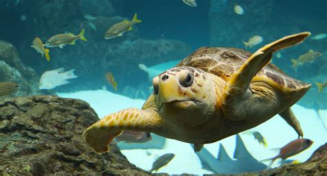 Explore The Florida Aquarium Home Of Marine Wonders