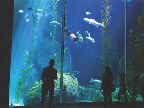 Exploring The Aquarium Of The Pacific La County Library