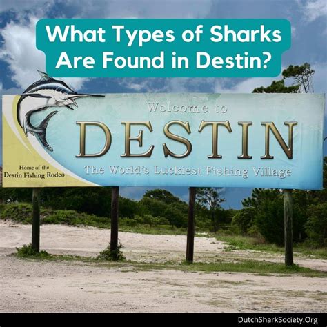 Exploring The Fascination Of Destin Sharks 2024