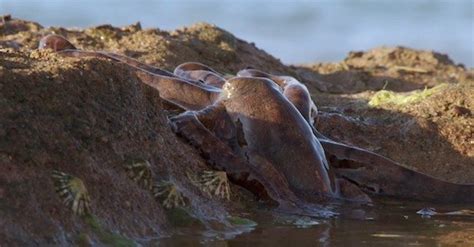 Extraordinary Octopus Walks On Land To Find Food