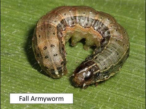 Fall Armyworms Armyworms And Army Cutworms In Wheat Extension