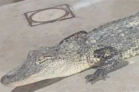 Family Spots Three Amp 39 Absolutely Huge Crocodiles Amp 39 Swimming Off Uk Coast In Viral Footage Mirror