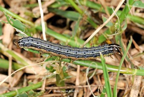 Famished Fall Armyworms Feasting On Forage Kerr Center