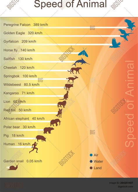 Fastest Animal Chart Vector Photo Free Trial Bigstock