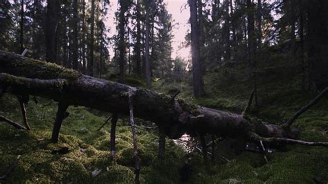 Fester Voices From The Woods Morten Rustad A Time Lapse Journey