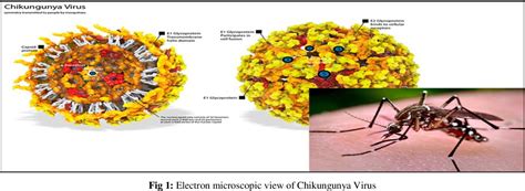 Figure 1 From Chikungunya Virus Pathogenesis A Global Bioterrorism For