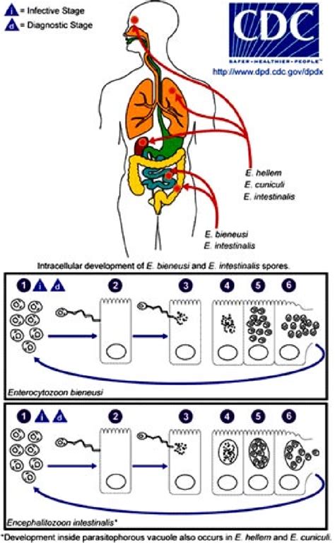 Figure 1 From Overview Of Microsporidia And Microsporidiosis 1